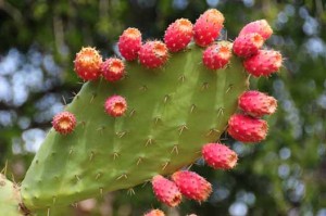 Opuntia-coccinellifera